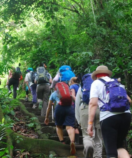 Jungle Treks